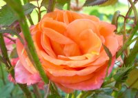 Orange and Pink Flower - Stock Photos