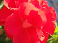 red flower
