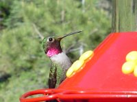Hummingbird