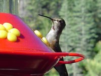 Hummingbird2