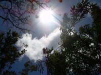 sun/trees