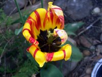 Florecita