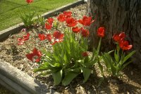 tulips on a windy day