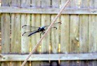 ~~Dragonfly summer~~