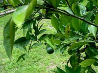 ~~By the lime tree~~