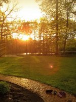 my front yard