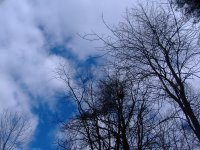 Sky and trees