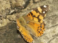 Beautiful Butterfly