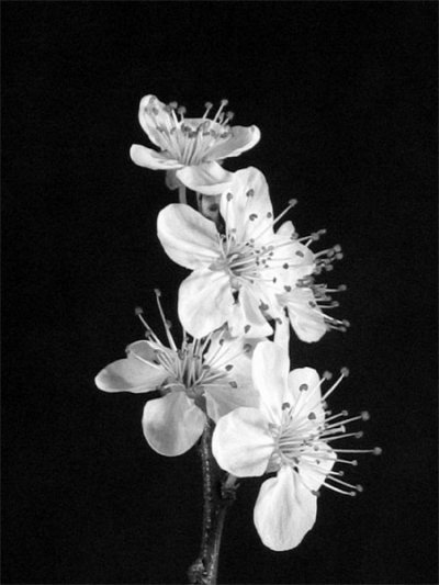Click to view original image