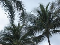 palms