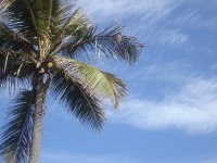 puerto rican palm