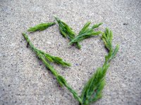 Heart Of Pine