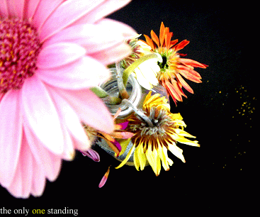 Click to view original image