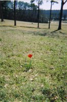 The lonely Tulip