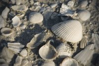 beach shells