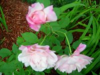 colorful flowers