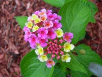 Pink Flowers