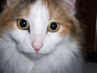 Cat face