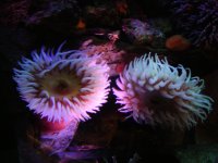 Sea Anemones