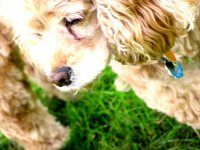 Puppy love