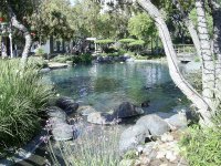 duck_pond