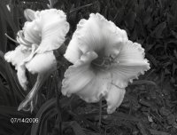 black & white day lilys