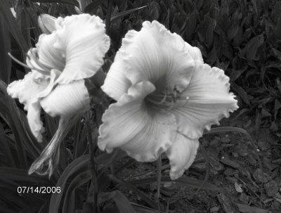 Click to view original image