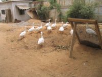 mmmm ducks