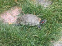 turtle