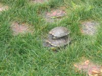 2 turtles