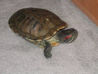 turtle king