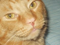 Kitty