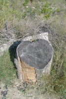 Stump