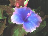 purple flower
