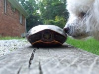 dog with turtle