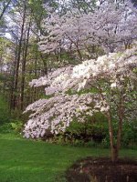pretty dogwood tree