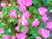 cartoon flowers