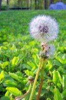 dandelion