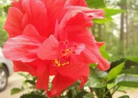 hibiscus