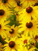 ...and it was all yellow