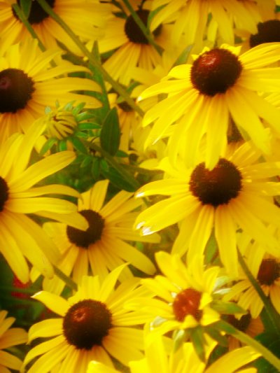 Click to view original image