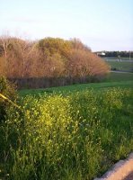 Field