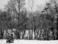 Snowy Trees